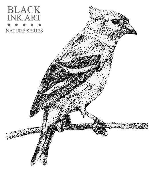Illustration avec oiseau Siskin dessinée à la main à l'encre noire — Photo