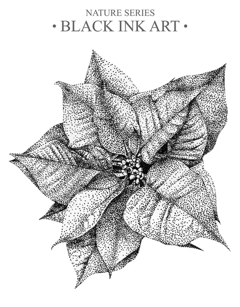 黒インクで手書きのポインセチアの花イラスト — ストック写真