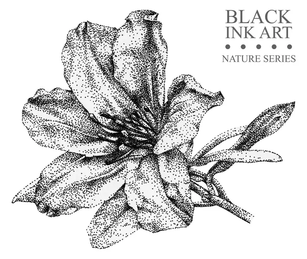 Ilustração com flor Azalea desenhada à mão com tinta preta — Fotografia de Stock