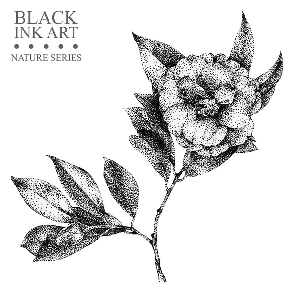 Ilustración con flor Camellia dibujada a mano con tinta negra —  Fotos de Stock