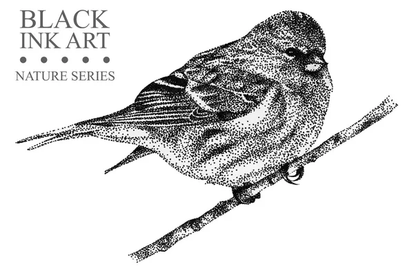 Ilustração com pássaro Redpoll desenhado à mão com tinta preta — Fotografia de Stock