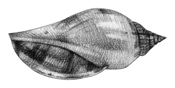 El ile kalemle çizilmiş seashell ile illüstrasyon — Stok fotoğraf