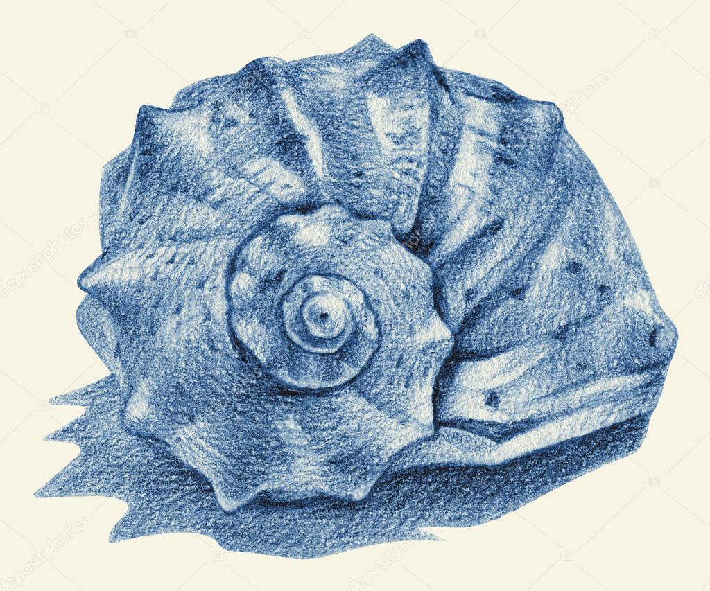 Illustration with seashell drawn by hand with pencil Stock Photo by  arvitalyaa 114912538