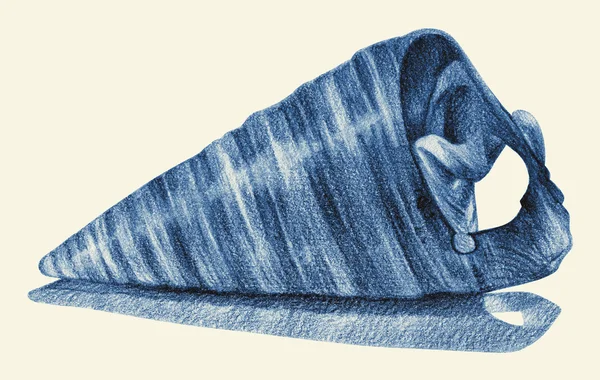 Ilustracja z muszla narysowanego odręcznie ołówkiem — Zdjęcie stockowe