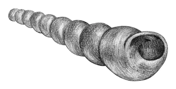 Ilustración con concha marina dibujada a mano con lápiz —  Fotos de Stock