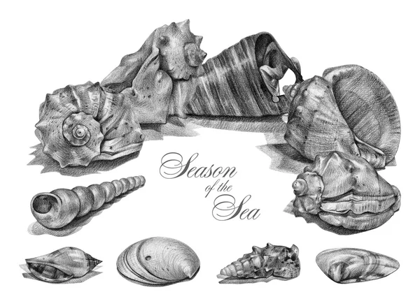 Frame with different seashells drawn by hand with pencil