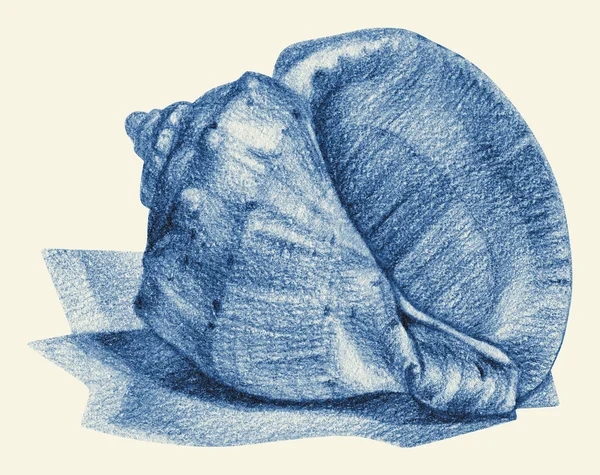 Illustration avec coquille dessinée à la main avec crayon — Photo