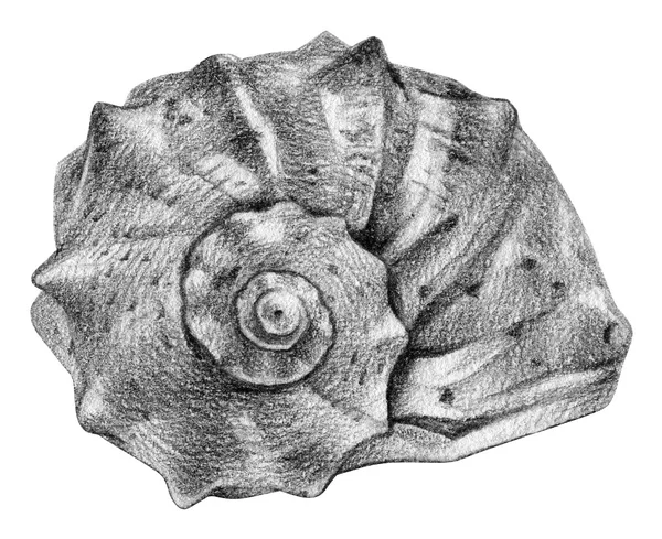 鉛筆で手書きの貝殻のイラスト — ストック写真