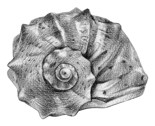 Ilustracja z muszla narysowanego odręcznie ołówkiem — Zdjęcie stockowe