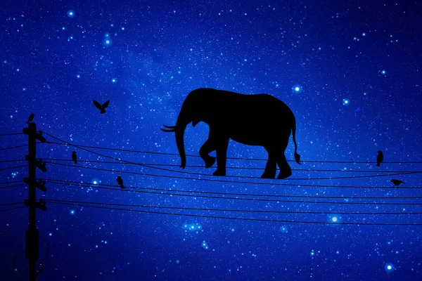 Elephant Walks Power Line Animal Silhouette Blue Starry Night — Stock vektor