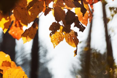 Sarı sonbahar yaprakları