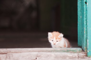 Yalnız kedi yavrusu