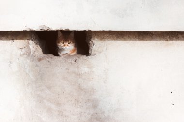 Bodrum katında kırmızı kedi