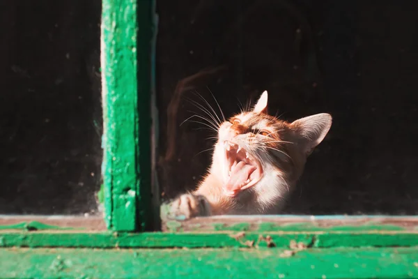 Kotek ziewa — Zdjęcie stockowe