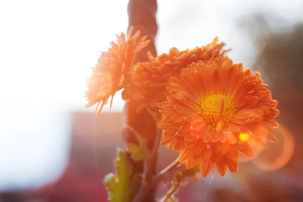 バックライトでオレンジ色の花 — ストック写真