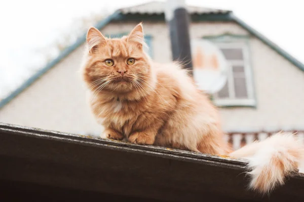 지붕 위에 고양이 — 스톡 사진