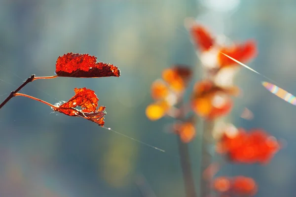 Sárga őszi levelek — Stock Fotó