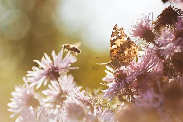 Purple flowers with butterfly and bee — Stock Photo, Image
