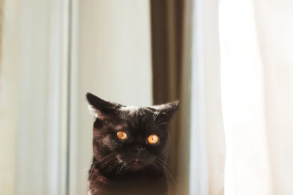 Schwarze Kätzchen — Stockfoto