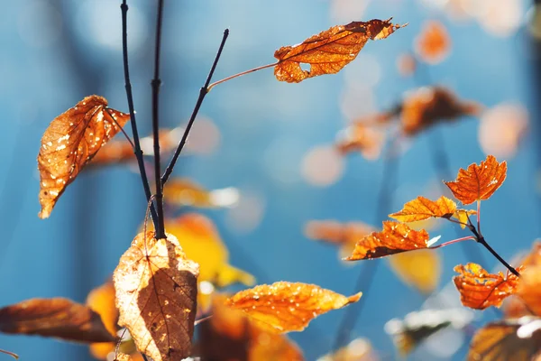 Yellow autumn leaves