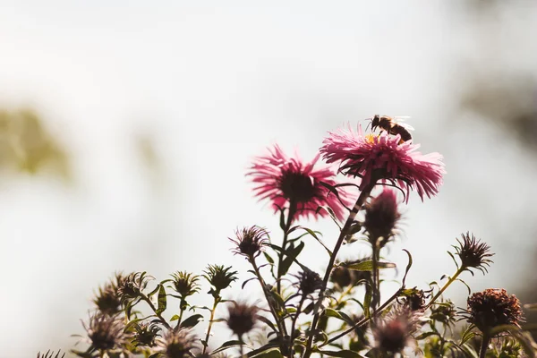 紫色の花と蜂 — ストック写真