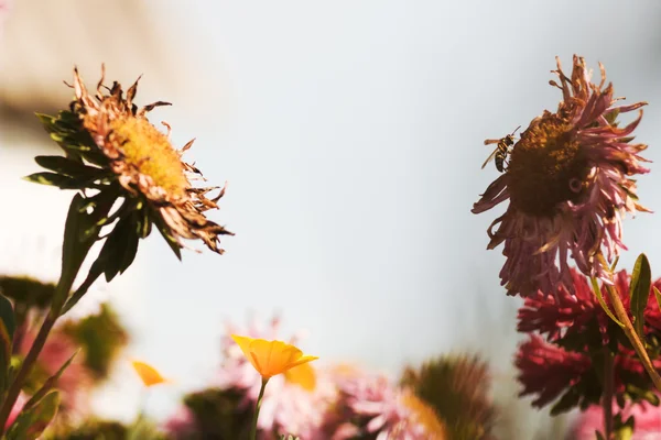 Purple flowers and bee — Stock Photo, Image