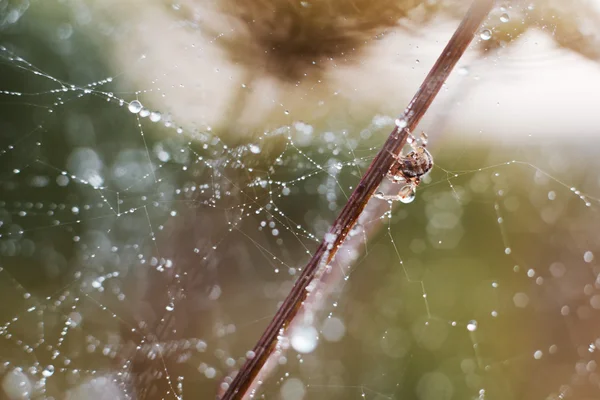 Spinnen- en spinnenweb — Stockfoto