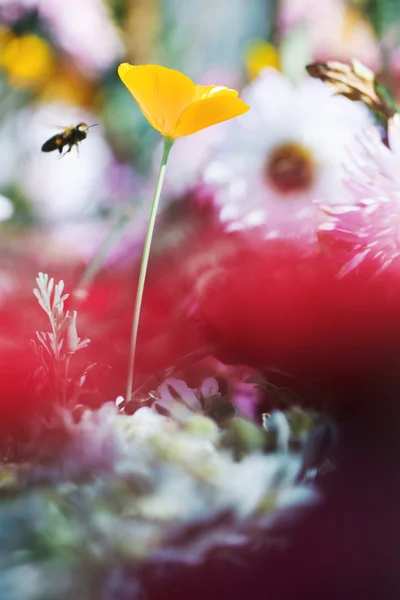 Fiore giallo e ape — Foto Stock