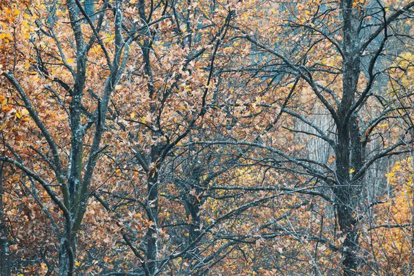 Herbstwald — Stockfoto