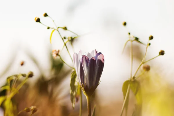 紫の花 — ストック写真