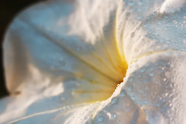 Rocío gotas en flor — Foto de Stock