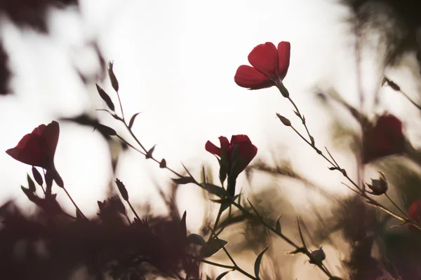 Rode bloemen — Stockfoto