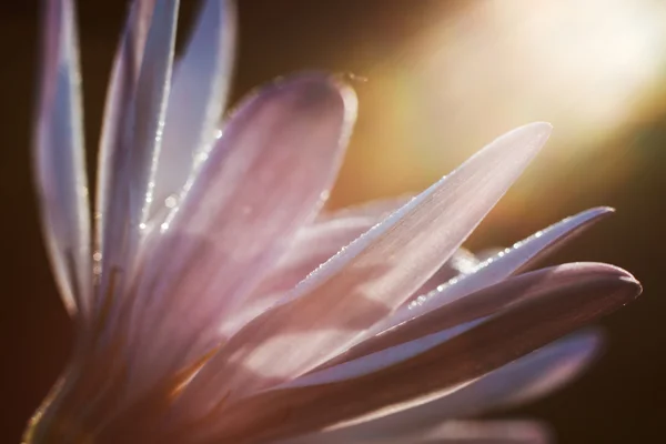 Fiore viola alla luce del sole — Foto Stock