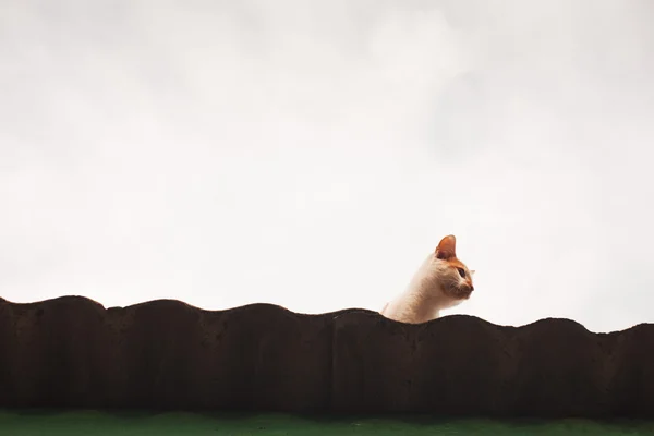 Kitten on roof — Stock Photo, Image