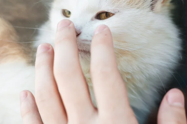 Cat and human hand — Stock Photo, Image