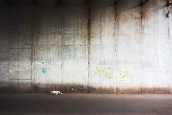 White cat against wall — Stock Photo, Image