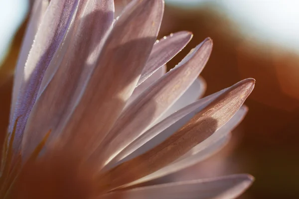 Flor púrpura a la luz del sol — Foto de Stock