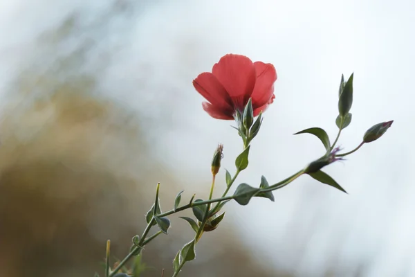 Flor roja — Foto de Stock