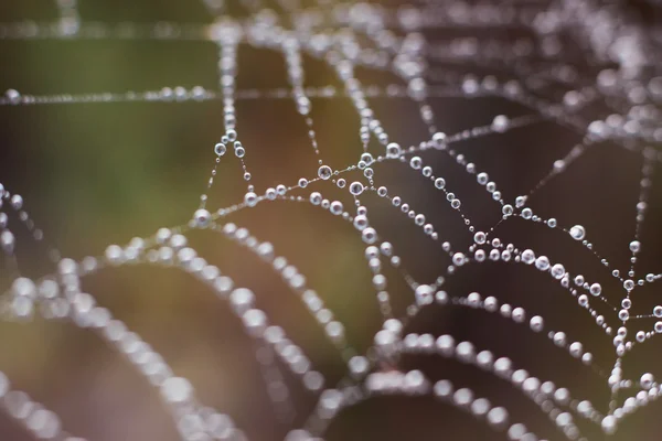 Teia de aranha — Fotografia de Stock