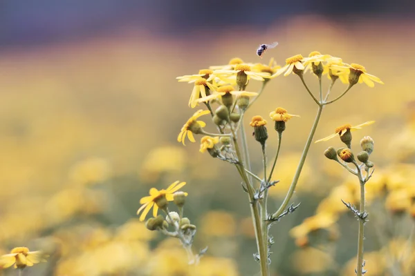 Fiori gialli e api — Foto Stock