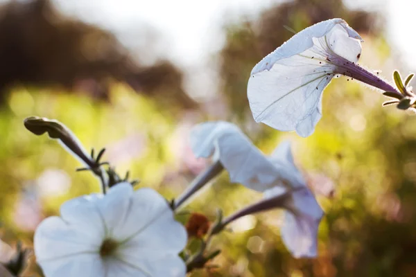 Blue flowers in sunlight — Stock Photo, Image