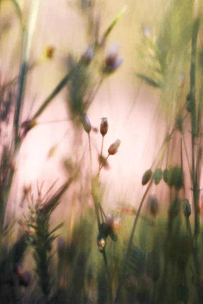 Plantas de campo — Fotografia de Stock