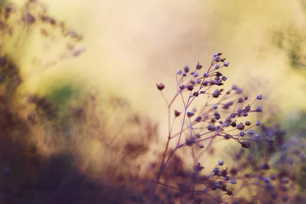 Plantas de campo — Fotografia de Stock