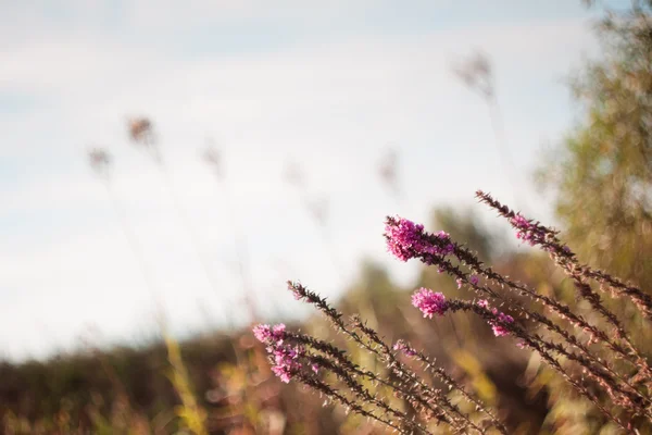 Field plants — Stock Photo, Image