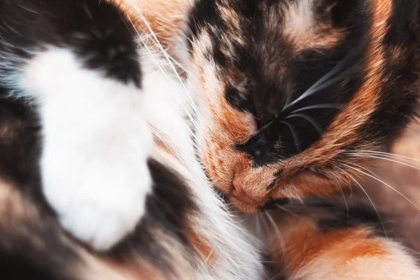 Sleeping cat — Stock Photo, Image