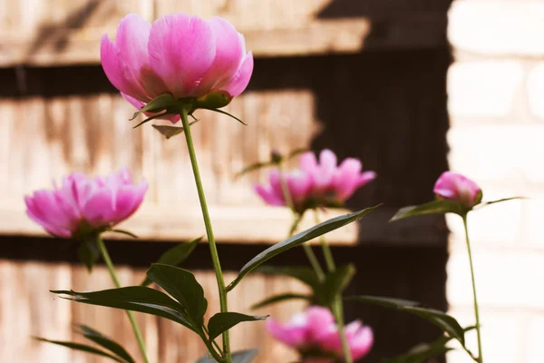 紫色の花 — ストック写真