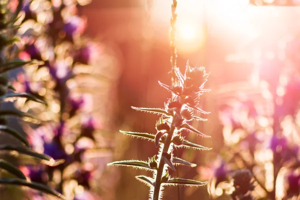 フィールドの植物 — ストック写真