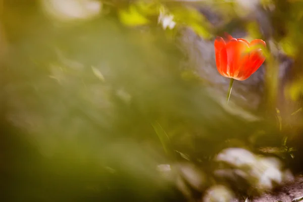 Tulipani in giardino — Foto Stock