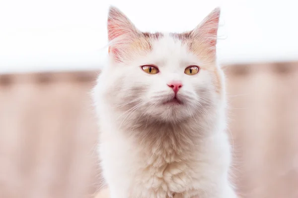 Retrato de gato —  Fotos de Stock