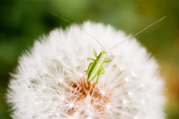 Dandelion and grasshopper — Stock Photo, Image